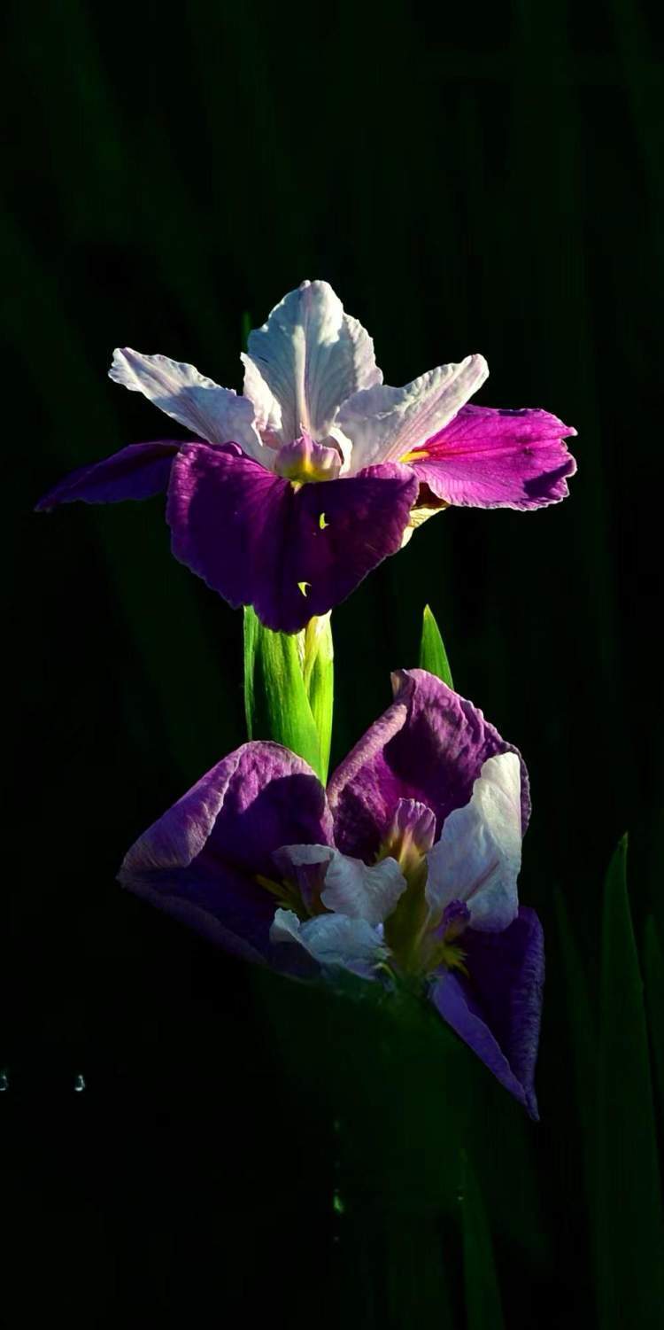 "听翠湖"畔鸢尾花