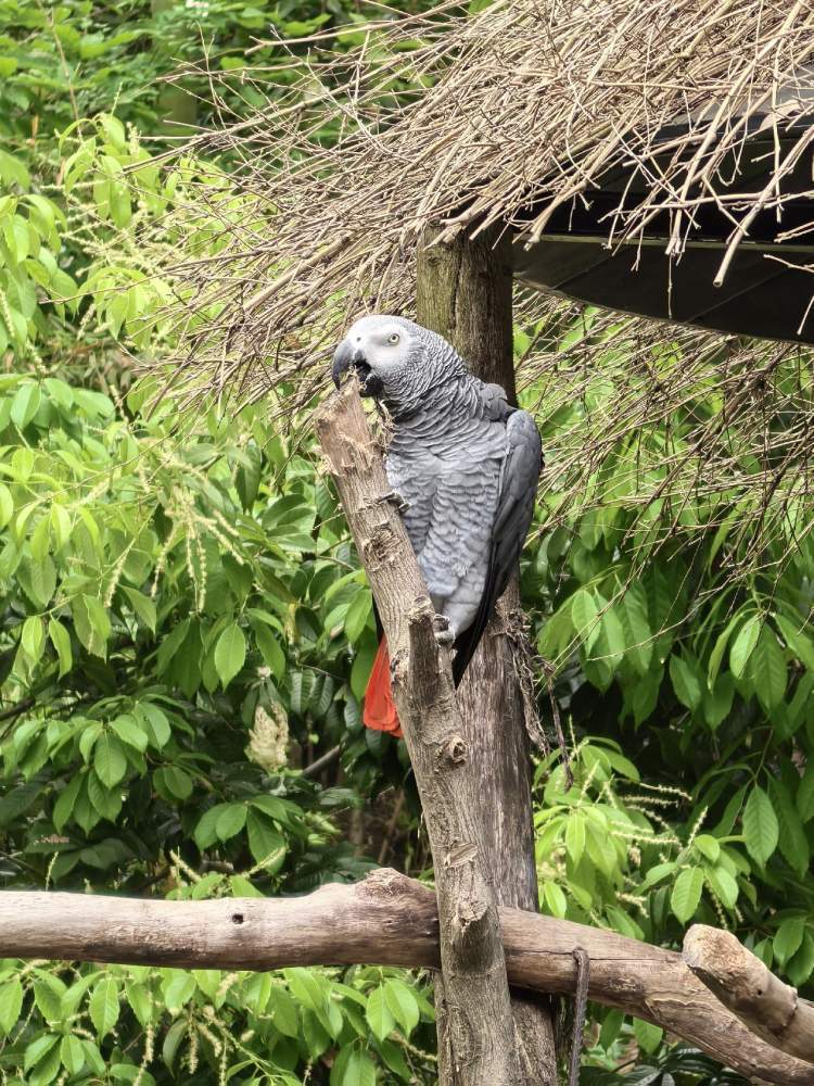 与野生萌宠动物的邂逅
