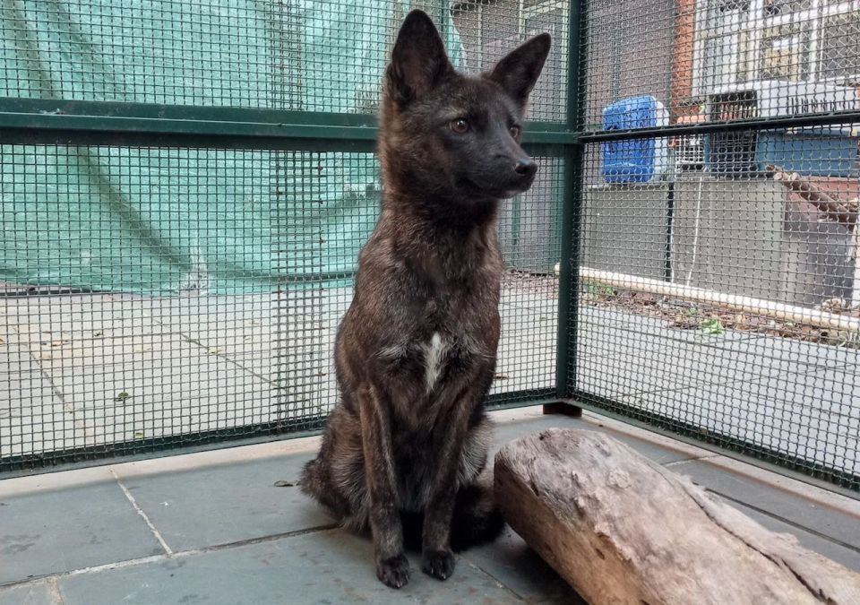 狮虎兽,虎狮兽,狮狮虎兽,狮虎狮兽,为何杂交动物的雄性均不育