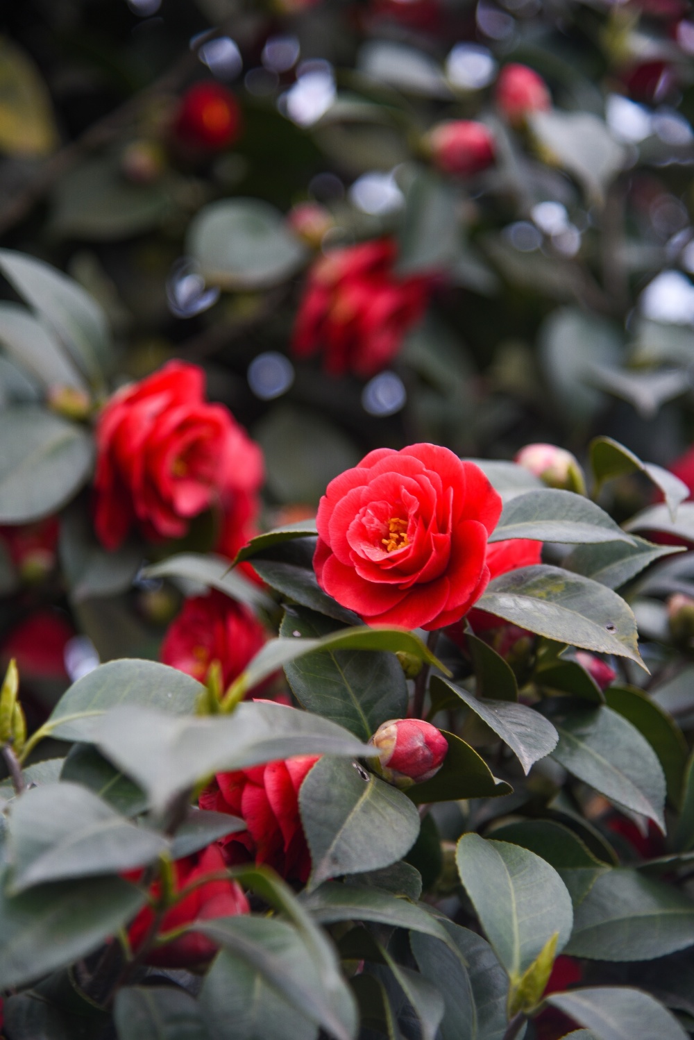 春游雅安蒙顶山,看千亩茶花漫山遍野,还能品明前好茶_腾讯新闻