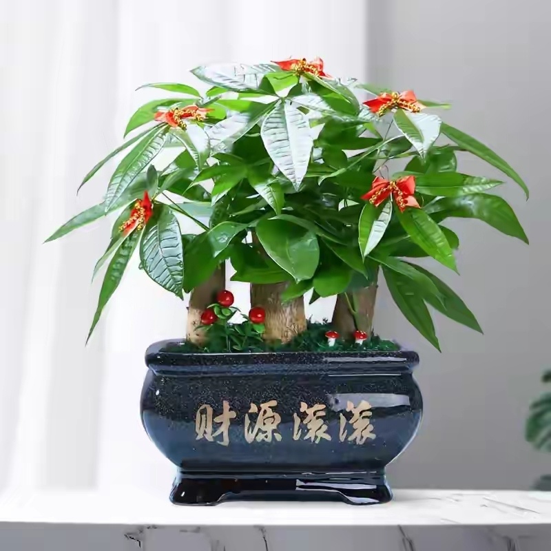 想要养好发财树,牢牢记住"7点",长得枝繁叶茂,财运旺