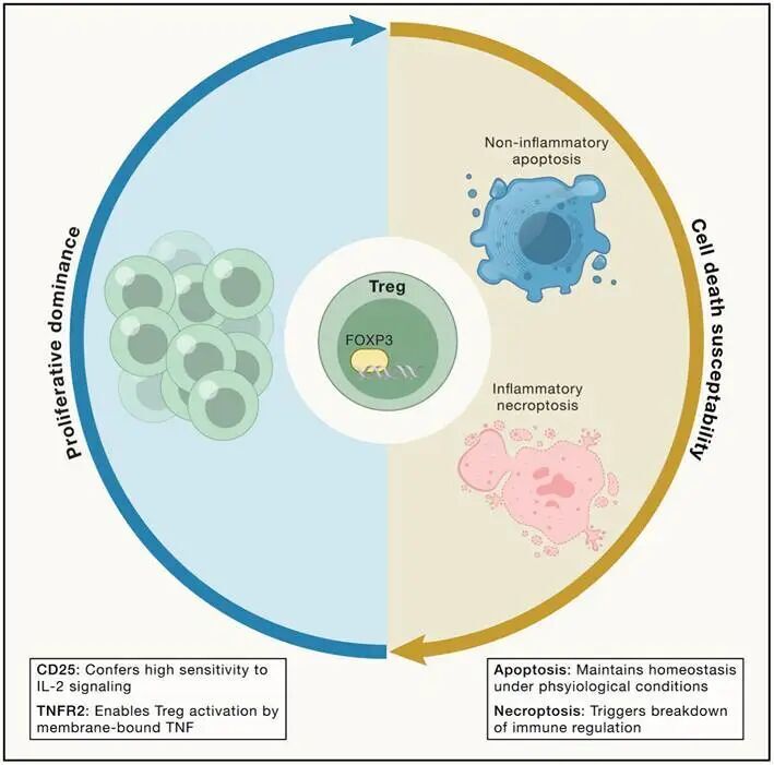 Cell综述|Treg 生物学与临床转化综述精读报告_腾讯新闻