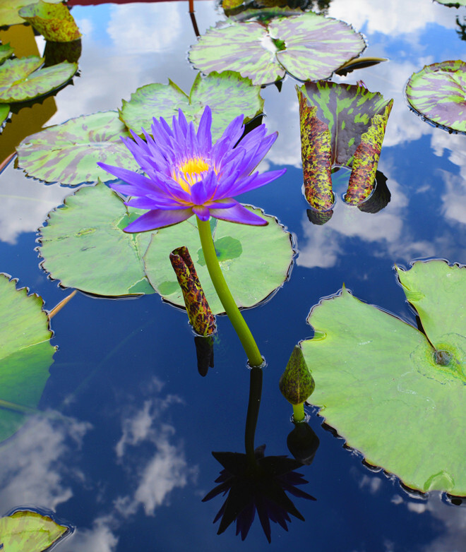 辰山植物园夏韵:睡莲之雅