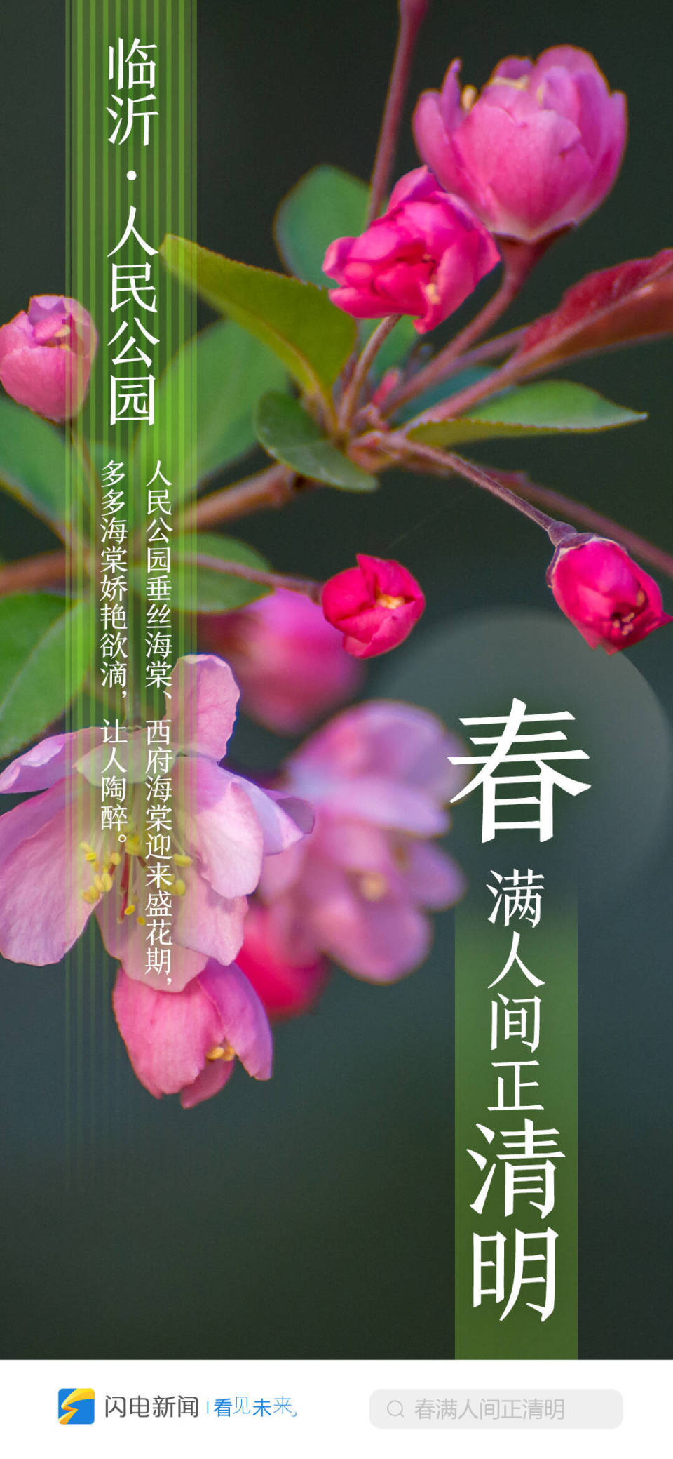 闪电海报|春满人间正清明 云游齐鲁打卡赏花