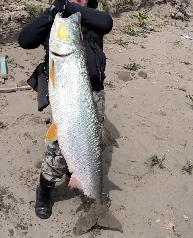 蓄水20年,如今三峡水库里的鱼多大了?