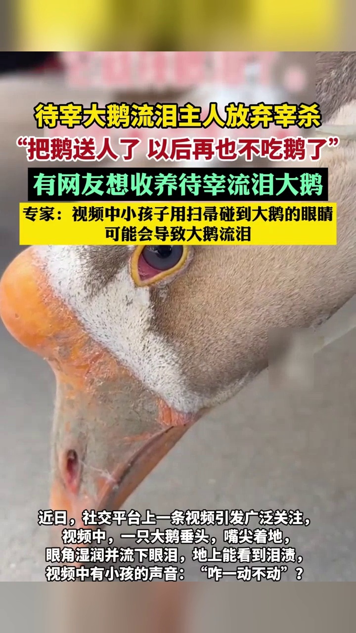 待宰大鹅流泪主人放弃宰杀，只好把鹅送人，鹅真会被“吓哭”吗？_腾讯新闻