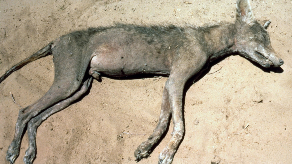 德州郊狼连咬三名儿童,北美本土掠食者为何被认作卓柏卡布拉?