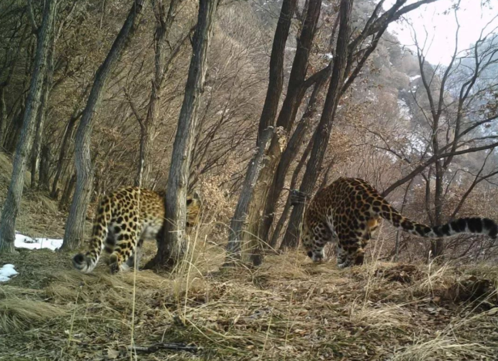 河北太行山发现华北豹,我国的豹子都分布在哪些地方?-腾讯新闻