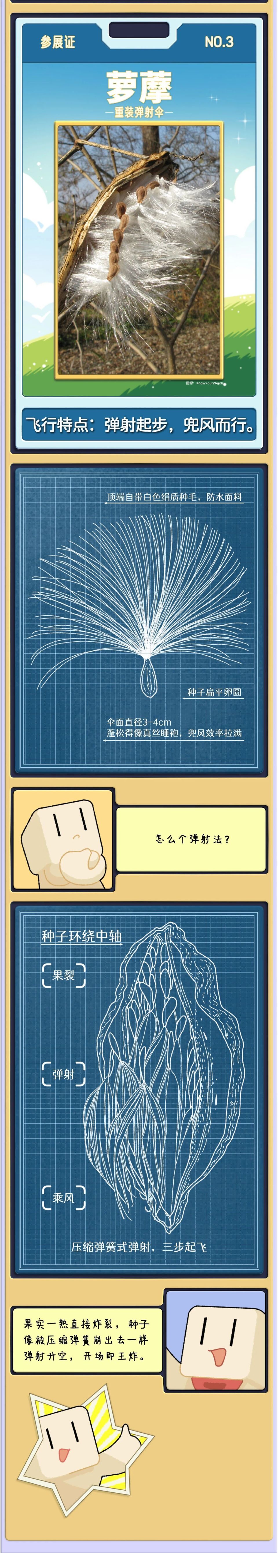 吹口气就飞？这些植物种子的“飞行执照”，比人类早了几百万年_腾讯新闻