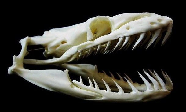 印尼一妇女被6米巨蟒吞食,哪种蟒蛇有食人记录?为何屡次猎食人类