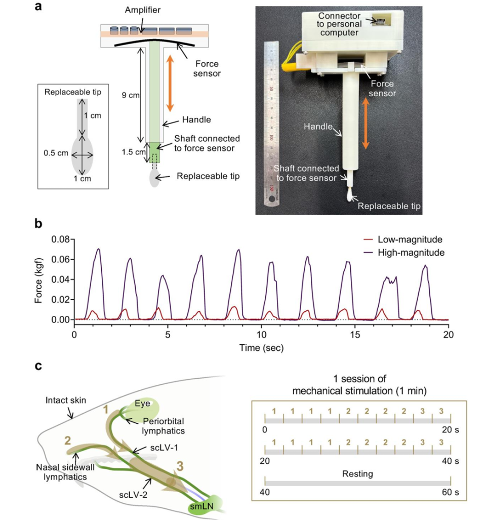 引流器排泄怎么用知名期刊Nature发表：按摩这些部位，帮助大脑排泄代谢废物和毒素，逆转大脑衰老_https://www.jmylbn.com_新闻资讯_第4张