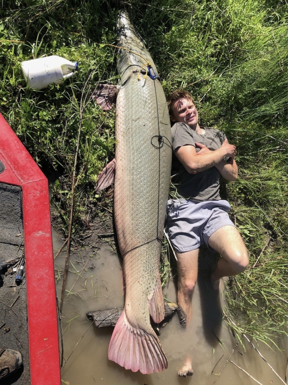 河南固始现鳄雀鳝,浑身利器没有天敌的外来物种,别再拿来放生了