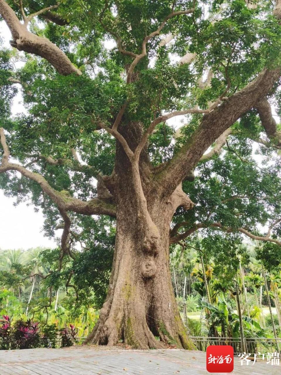 文昌市评选出"十大树王" 最长树龄450年_腾讯新闻