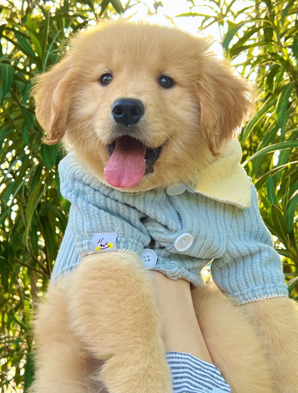 阳光下的小金毛太可爱啦,快带你家毛孩子出去晒太阳