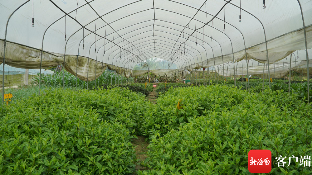 新春走基層五指山的野菜種出美好前景