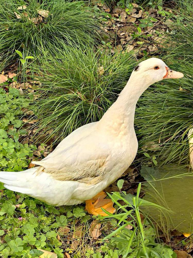 一只可爱的白色的鸭子,宛如一位优雅的舞者,在这片绿色的海洋中悠然