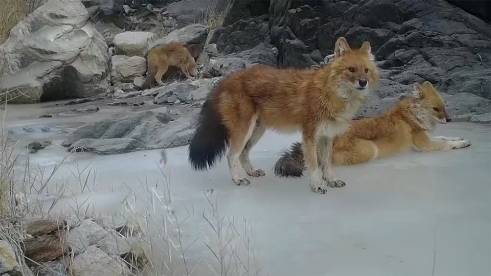 在民间,"红豺","红毛狗","豺狗"等等.