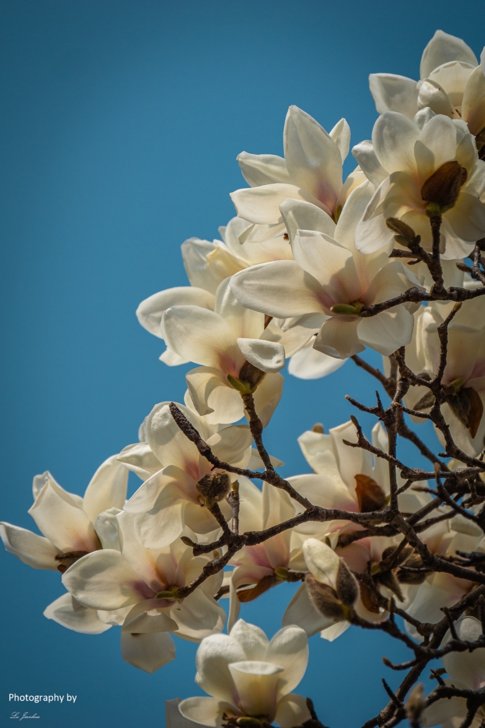 无锡蠡园白玉兰_腾讯新闻