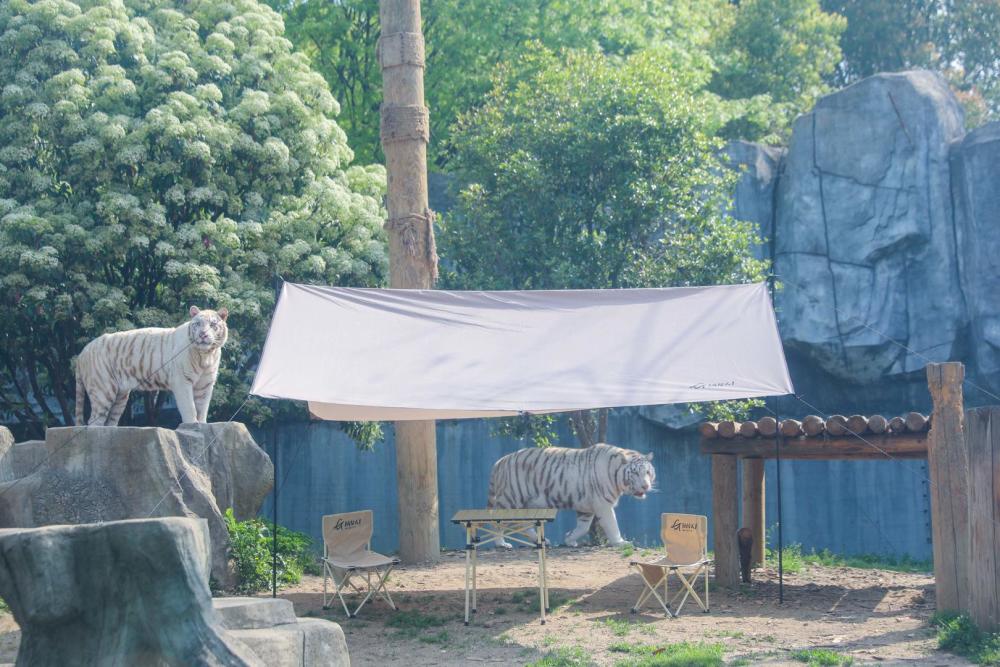 “与白虎同住每小时奖10万”活动被喊停，动物园：老虎将帐子撕毁