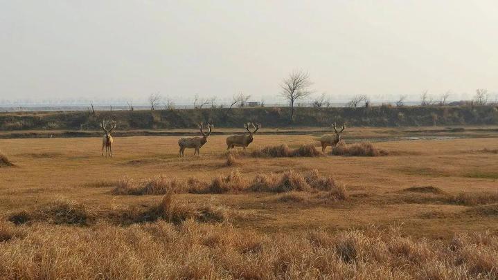 探访"世遗"秘境:大丰黄海野鹿荡奇幻之旅_腾讯新闻