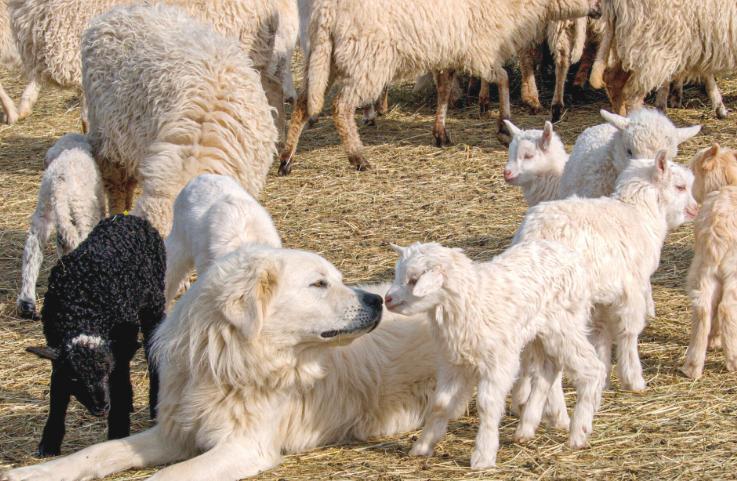 狼群不敢攻击牧羊犬保护的羊群，为什么？狼群难道打不过一只狗？_腾讯新闻