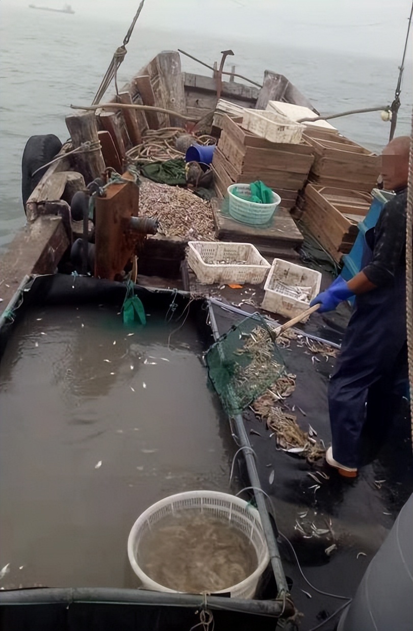 村民捕捞1条鲤鱼被判刑,造成直接损失千余元,鱼为何这么贵?