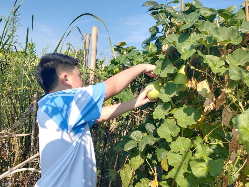 种菜图片大全图片