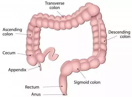 结肠的部位图图片