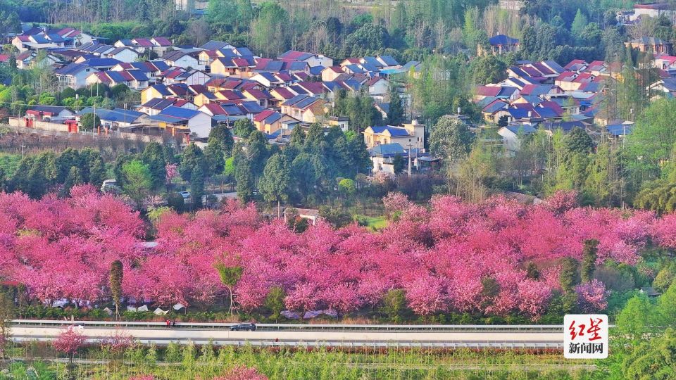 崇州樱花公园图片