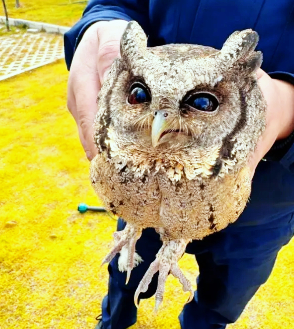 云南保山居民捡到受伤大眼萌鸟,长最萌的脸下最狠的手,敢于蛇口救娃