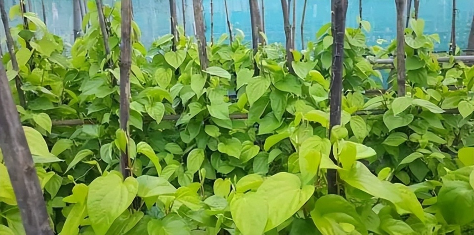 叶子还能卖大钱吗缅甸这种叶子价格持续下跌农户坐不住了