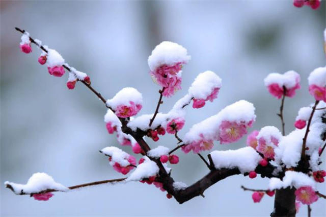 寒梅美诗七首:知是一生风骨健,天寒时节愈生香_腾讯新闻