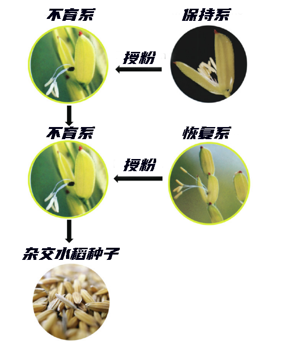 水稻传粉方式图片