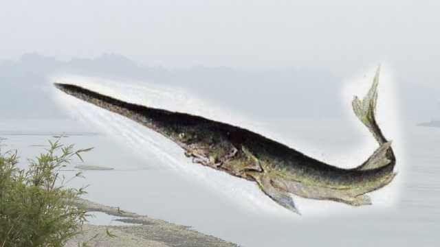 它是一种远古的鱼类被人称为水中大熊猫如今野外已经灭绝