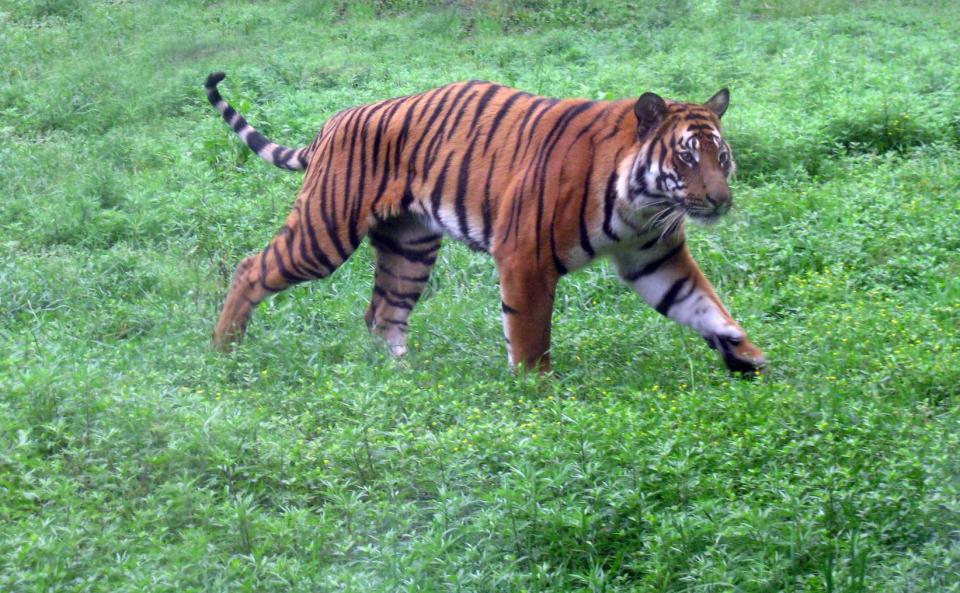 那一次,我见到了失踪多年的华南虎,百兽之王却泄了气|国际生物多样性