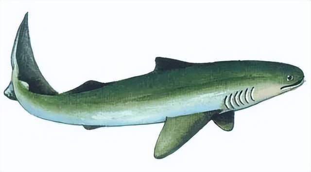 哥布林鲨存活1.3 亿年没进化出智慧,为何人类区区几百万年就能做到?