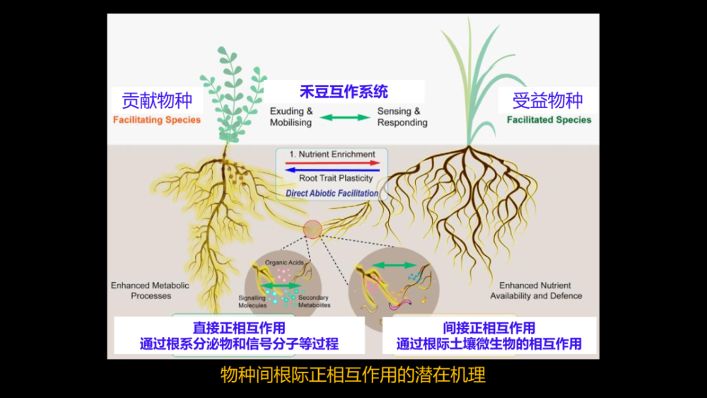 它都长好了,都获益了,或者说正负关系,还有一个正零关系,也有偏害共生