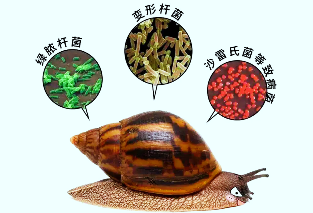 携带多种病菌非洲大蜗牛频现海口,雌雄同体繁殖力惊人,家里发现咋办