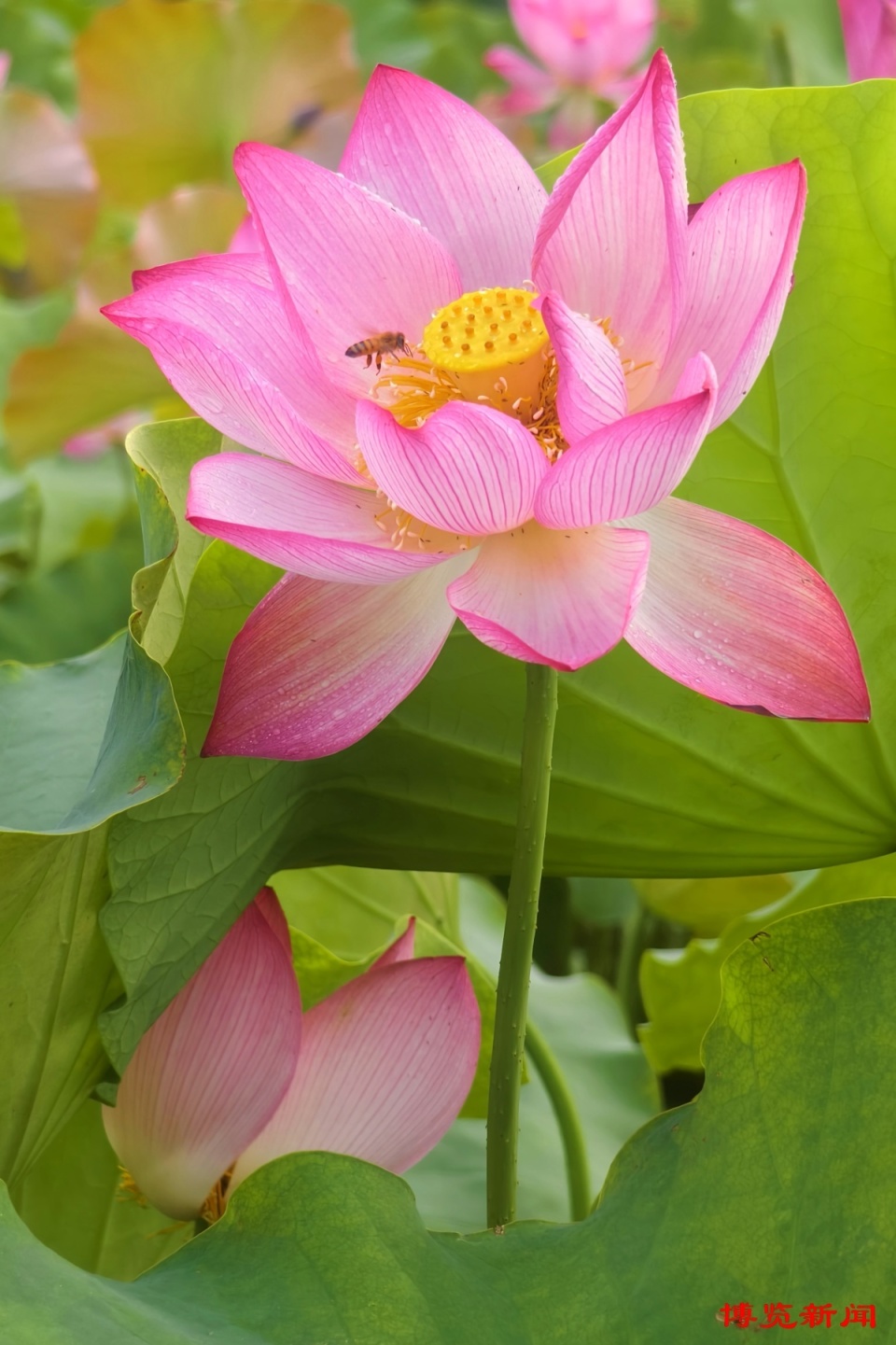 菏花照片图片