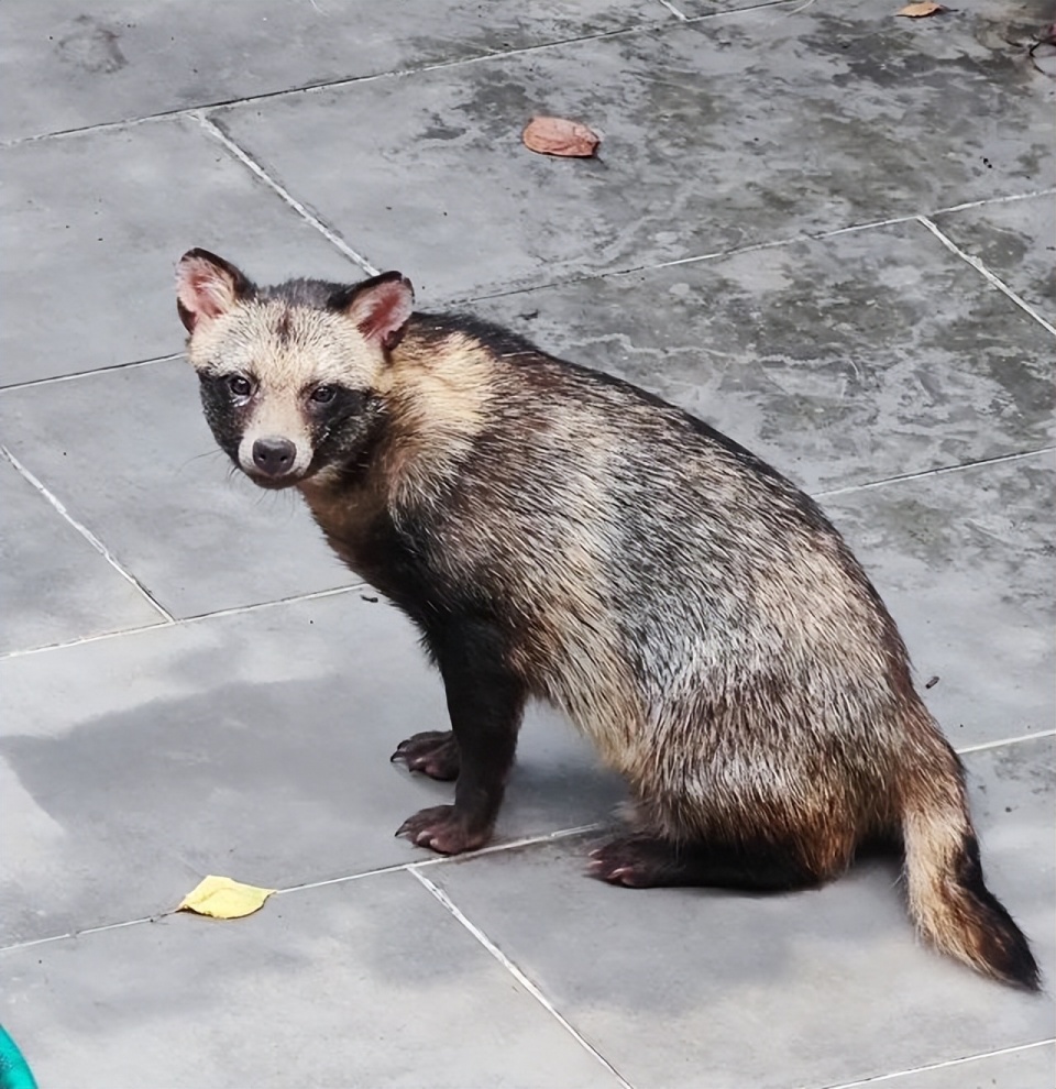 上海松江发现野生貉,在花坛里打洞筑巢,到景观池里捞鲫鱼吃_腾讯新闻