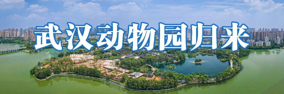 在武汉动物园边看火烈鸟,边品火烈鸟冰淇淋_腾讯新闻