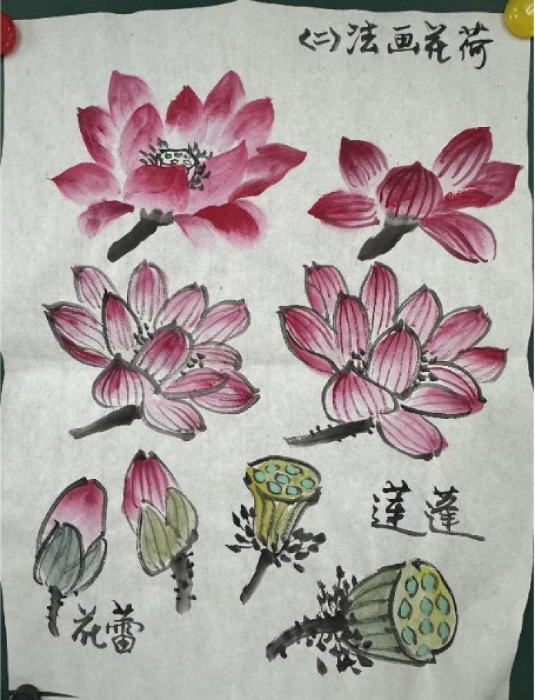 以上4张图是李老师的荷花画法,要求学员们掌握画荷花的方法李老师正在