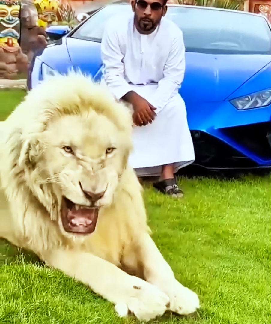 豪宅内非法饲养狮子,中国夫妇被泰国警方调查,2头狮子什么来路?