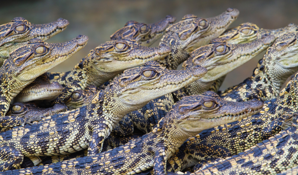 深圳市民布吉河中钓起鳄鱼,它是哪种鳄鱼?极危生物是我国外来物种