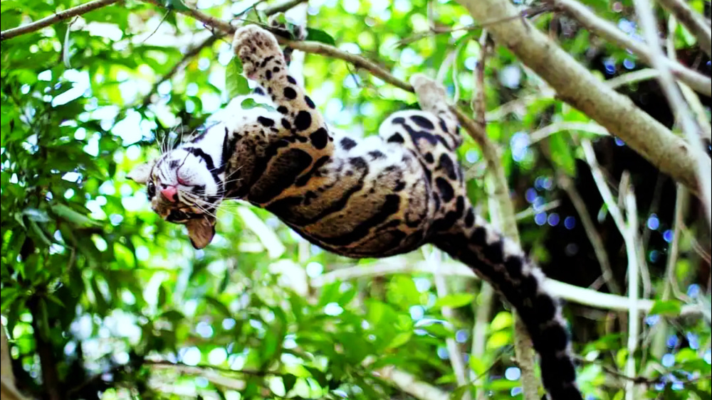 罕见云豹现身云南,"小剑齿虎"捕猎方式为何不同于其它猫科动物?