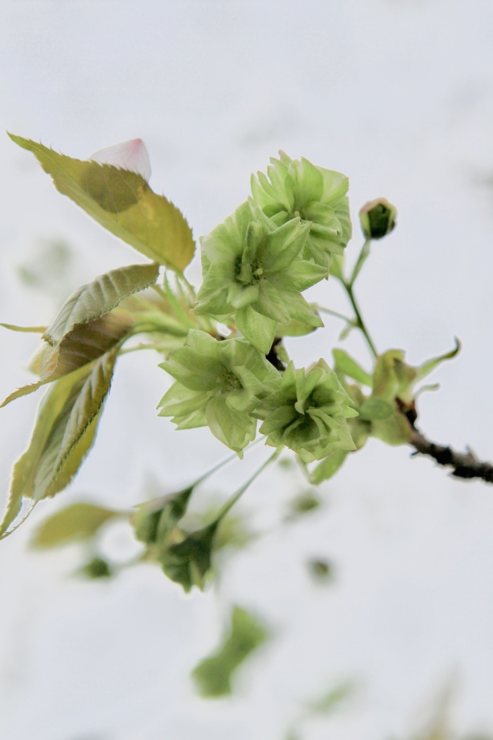 你见过绿色的樱花吗东湖樱花园珍稀绿樱开了