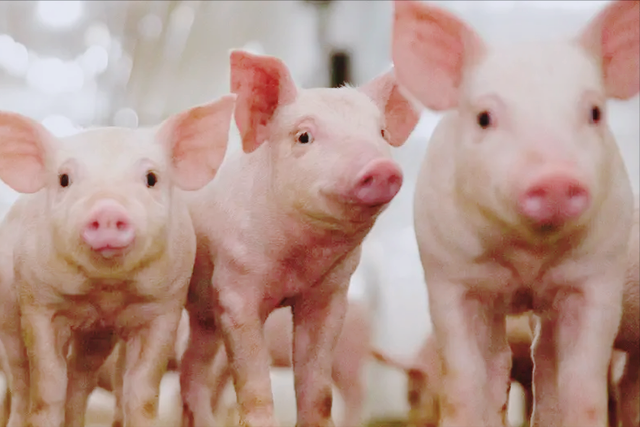 躲是躲不过的英国放大招美国来买单转基因猪肉今年要来了