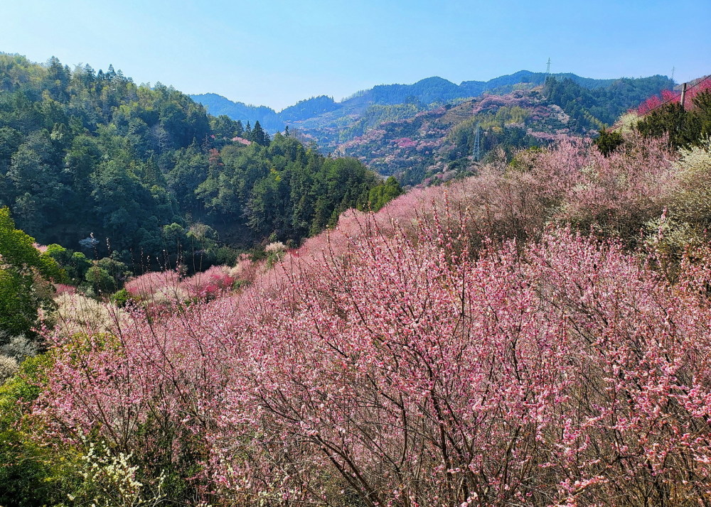 安徽歙县卖花渔村梅花图片