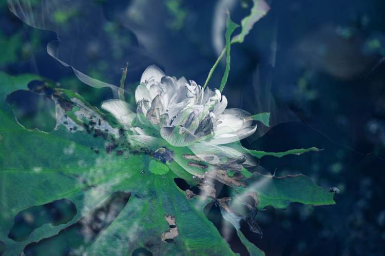 多重曝光的荷花会说话