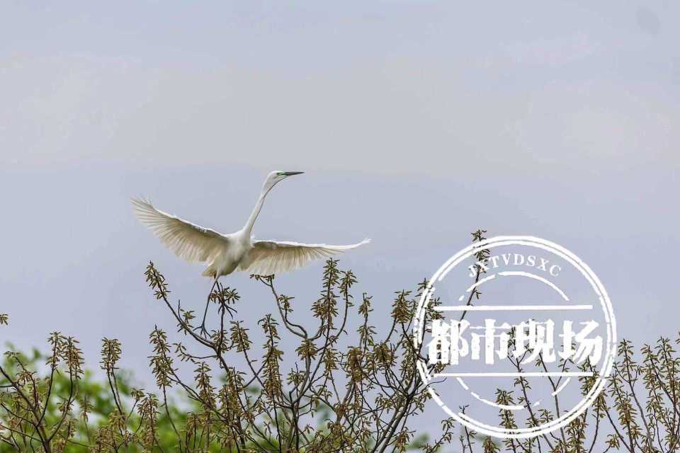 南昌汉代海昏侯国遗址管理局规建处 科员 张德武:从今年清明前后,我们